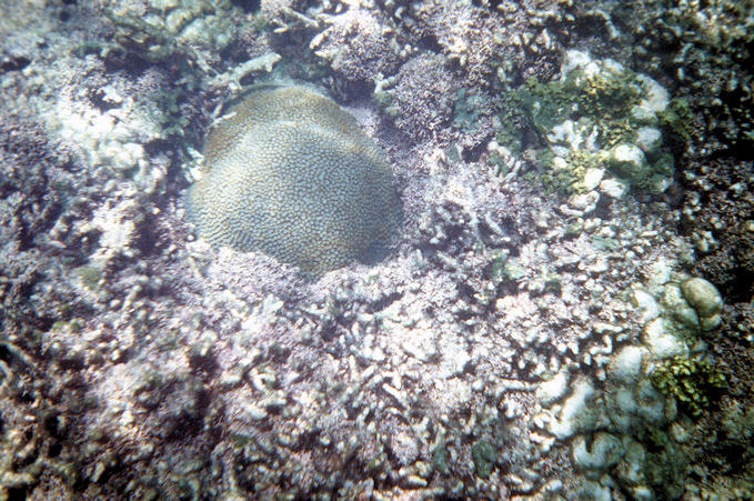 Seychellen Unterwasser-033.jpg